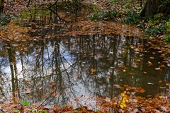 Waldmotive, hier: Spiegelungen in einem Waldtümpel