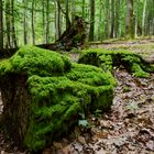 Waldmotive, hier: starker Moosbewuchs auf Totholz