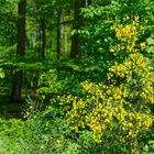 Waldmotive, hier: strahlende Ginsterblüten