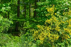 Waldmotive, hier: strahlende Ginsterblüten