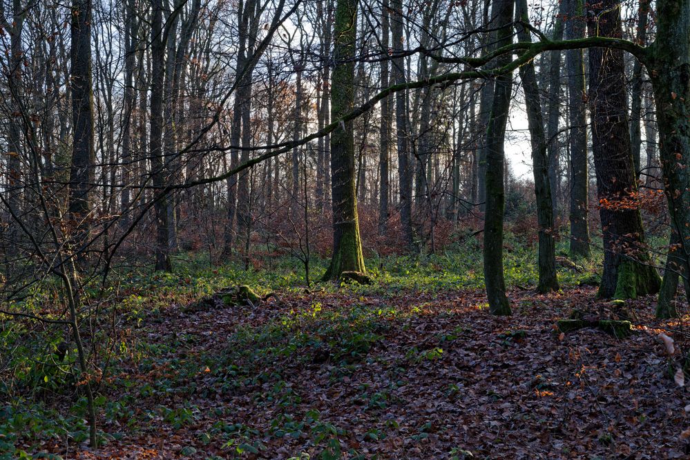 Waldmotive, hier: Streiflicht im Laubwald