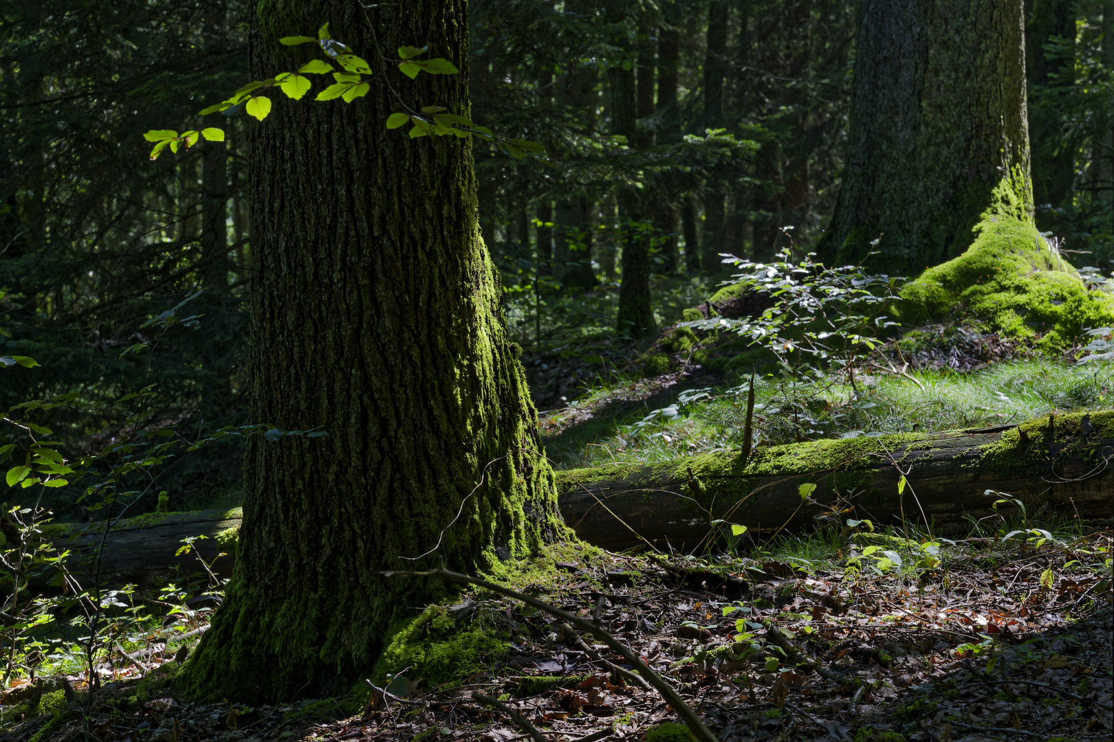 Waldmotive, hier: Streiflicht in den Mooswelten