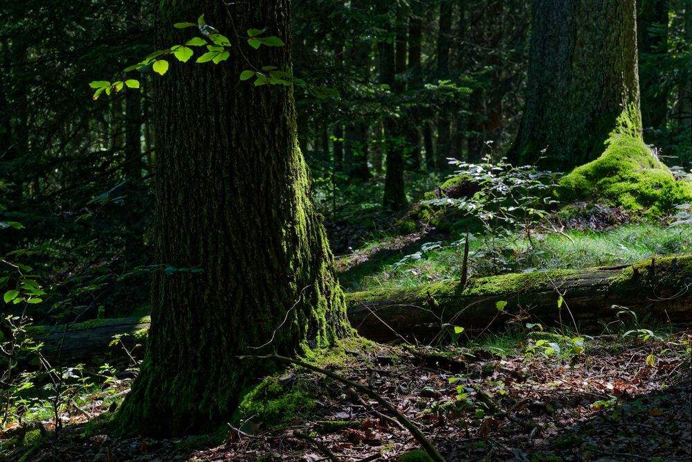 Waldmotive, hier: Streiflicht in den Mooswelten