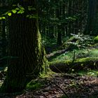 Waldmotive, hier: Streiflicht in den Mooswelten