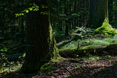 Waldmotive, hier: Streiflicht in den Mooswelten