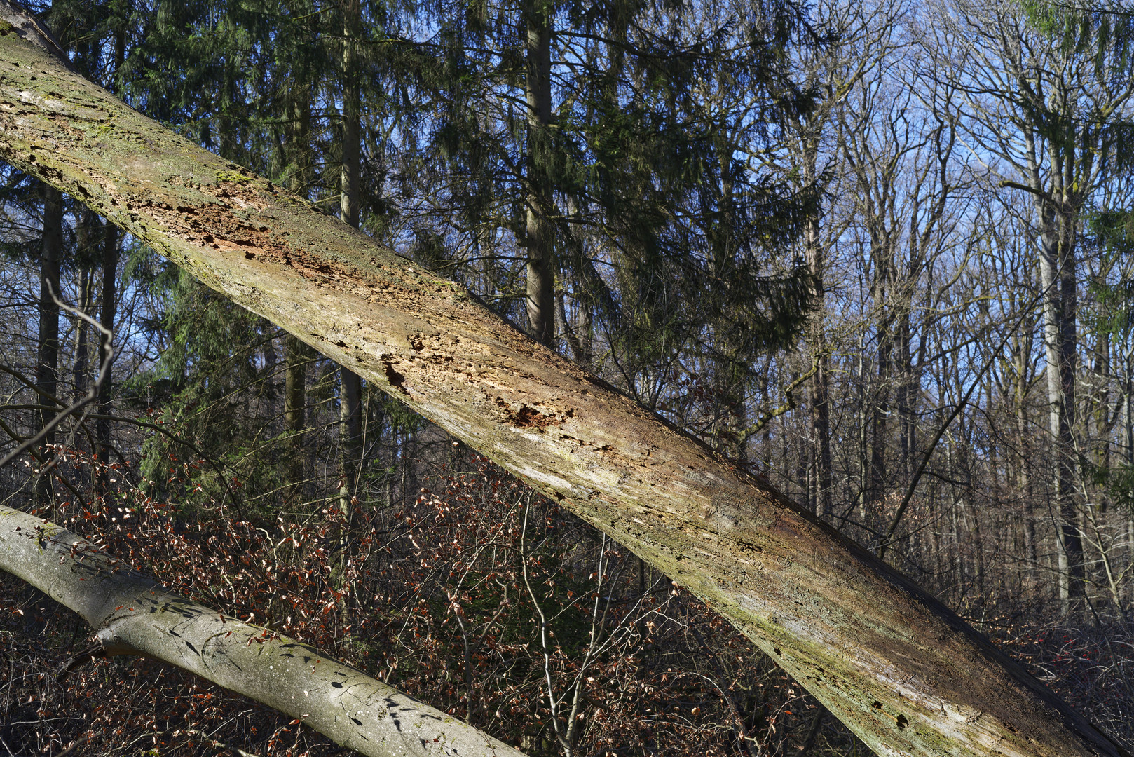 Waldmotive, hier: Sturmbruch