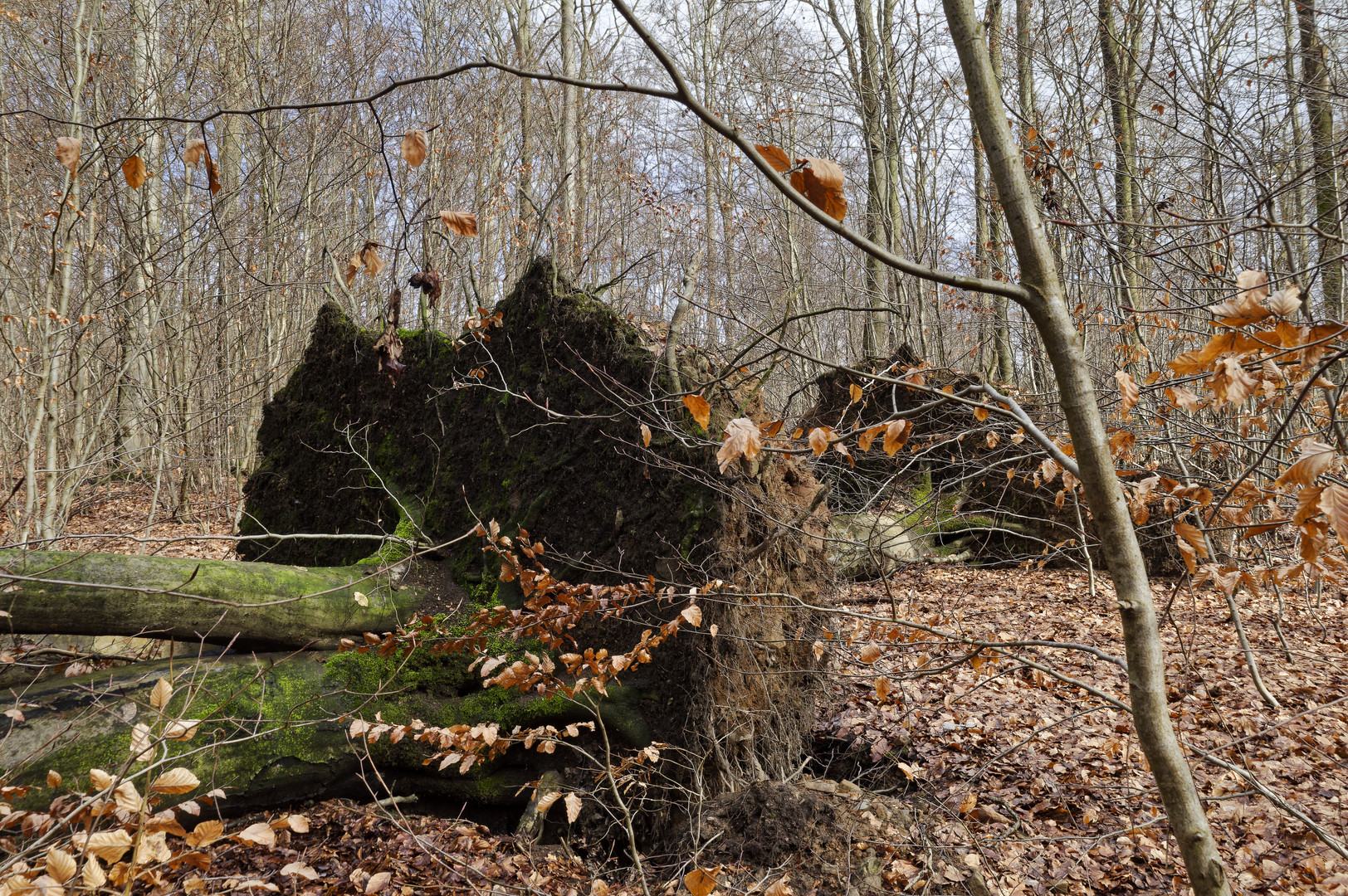 Waldmotive, hier: Sturmbruch