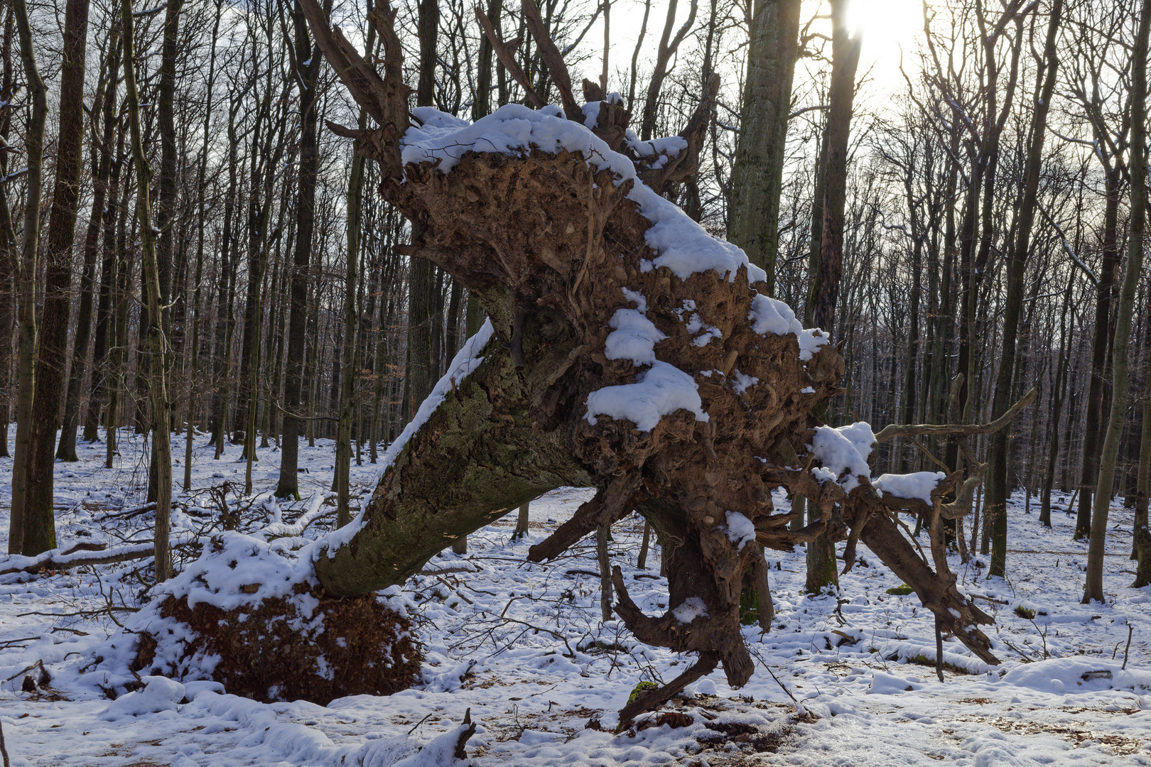 Waldmotive, hier: Sturmbruch