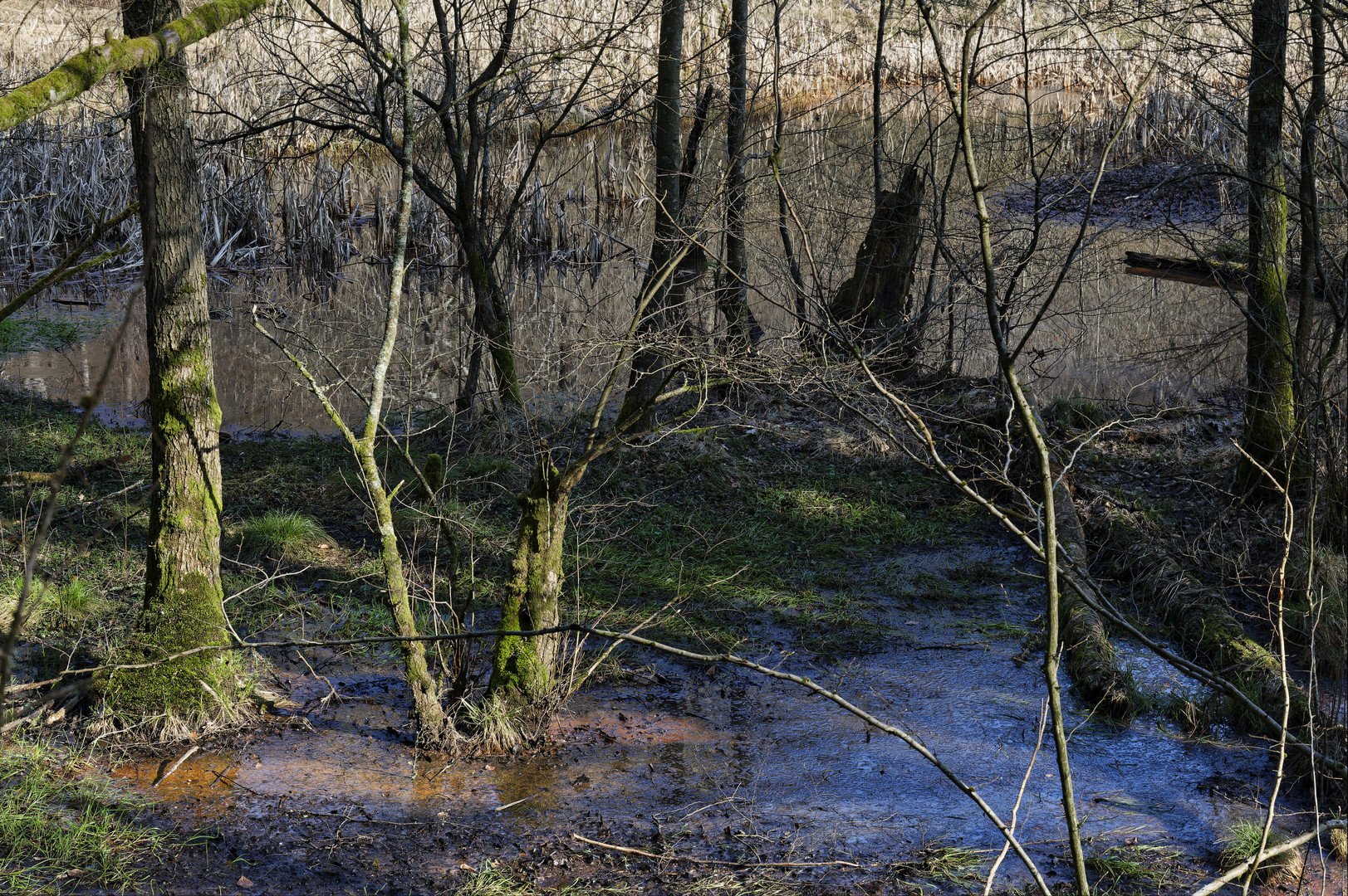 Waldmotive, hier: Sumpf am Netzbachweiher