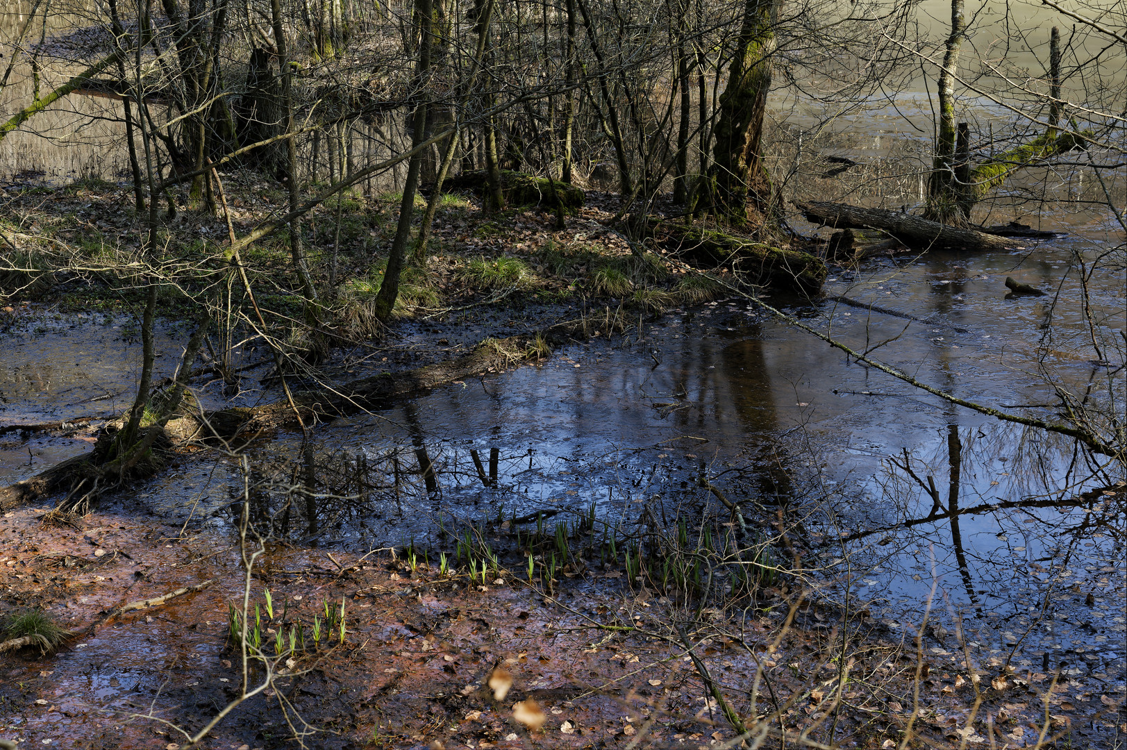 Waldmotive, hier: Sumpf am Netzbachweiher