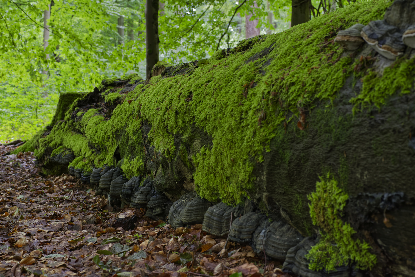 Waldmotive, hier: Tausendfüßler in den Mooswelten