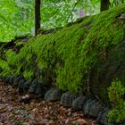 Waldmotive, hier: Tausendfüßler in den Mooswelten