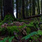 Waldmotive, hier: Tintlinge im dunklen Fichtenwald