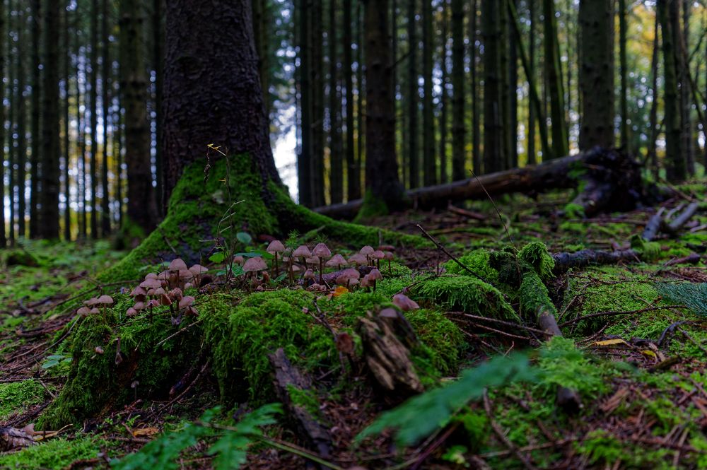 Waldmotive, hier: Tintlinge im dunklen Fichtenwald