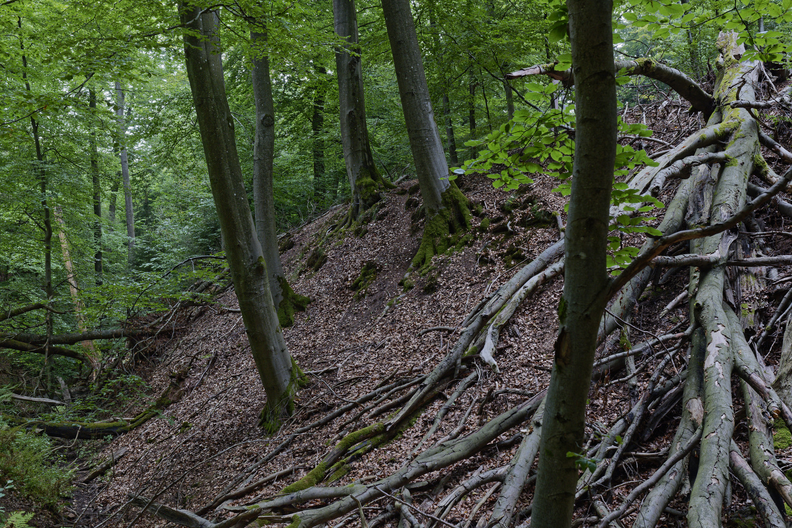 Waldmotive, hier: Totholz am Abhang