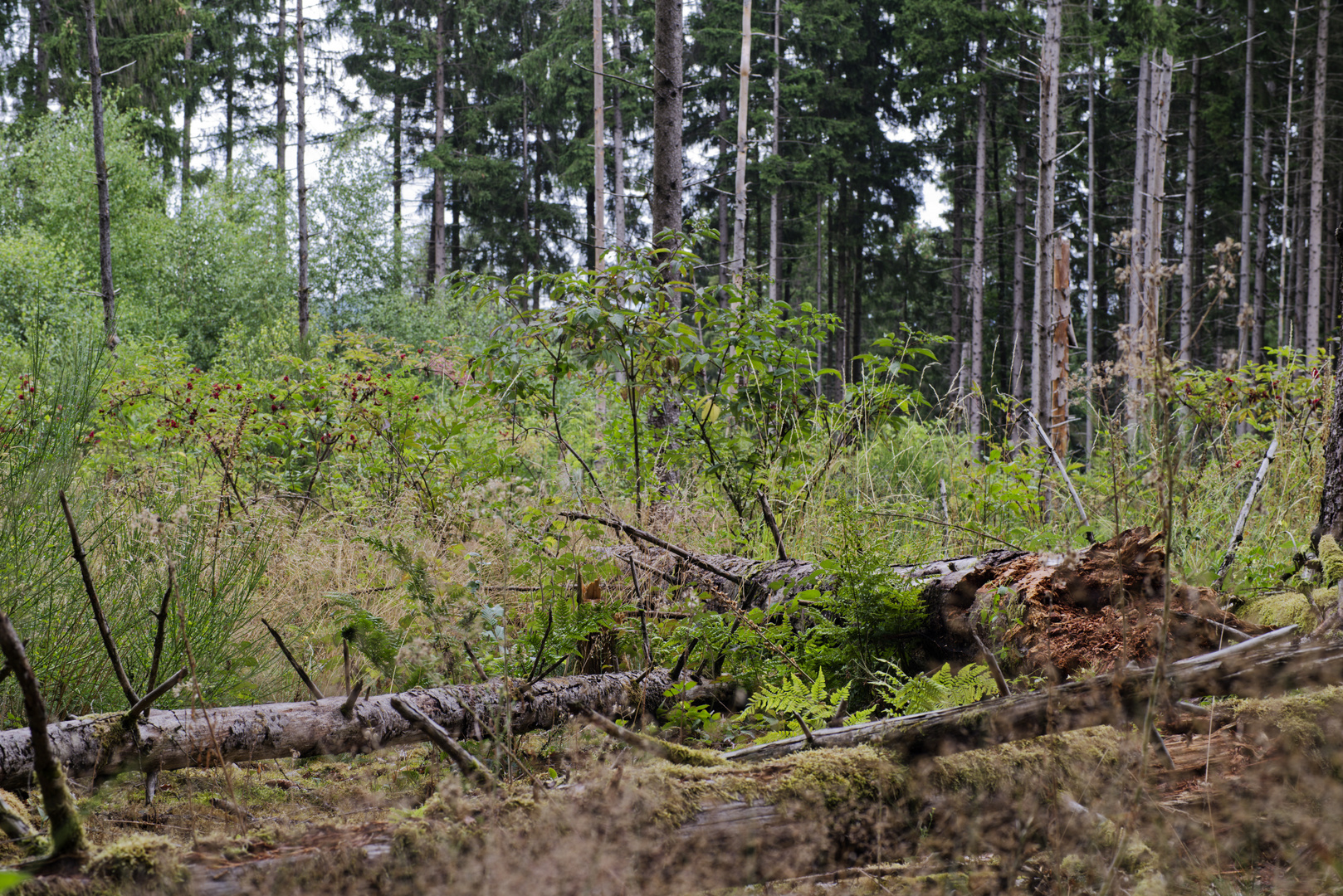 Waldmotive, hier: Totholz auf einer Waldlichtung