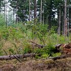 Waldmotive, hier: Totholz auf einer Waldlichtung