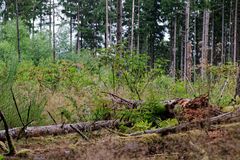 Waldmotive, hier: Totholz auf einer Waldlichtung