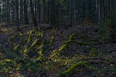 Waldmotive, hier: Totholz im Abendlicht