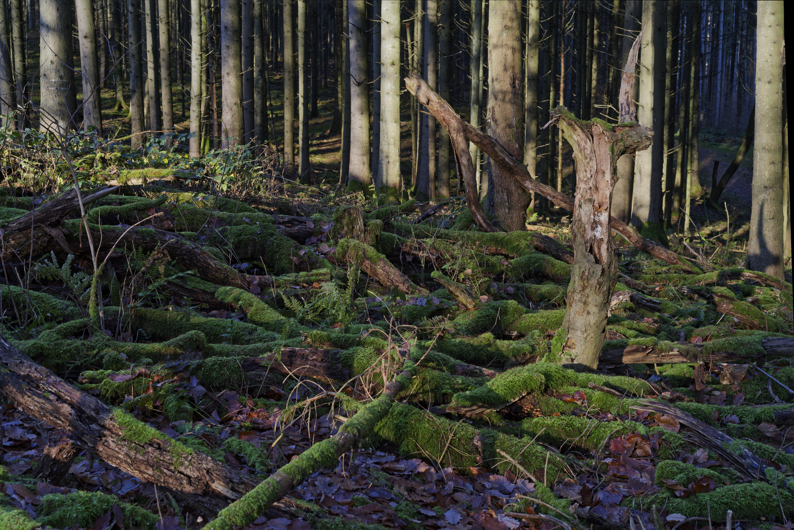 Waldmotive, hier: Totholz im Fichtenwald