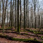 Waldmotive, hier: Totholz im Laubwald