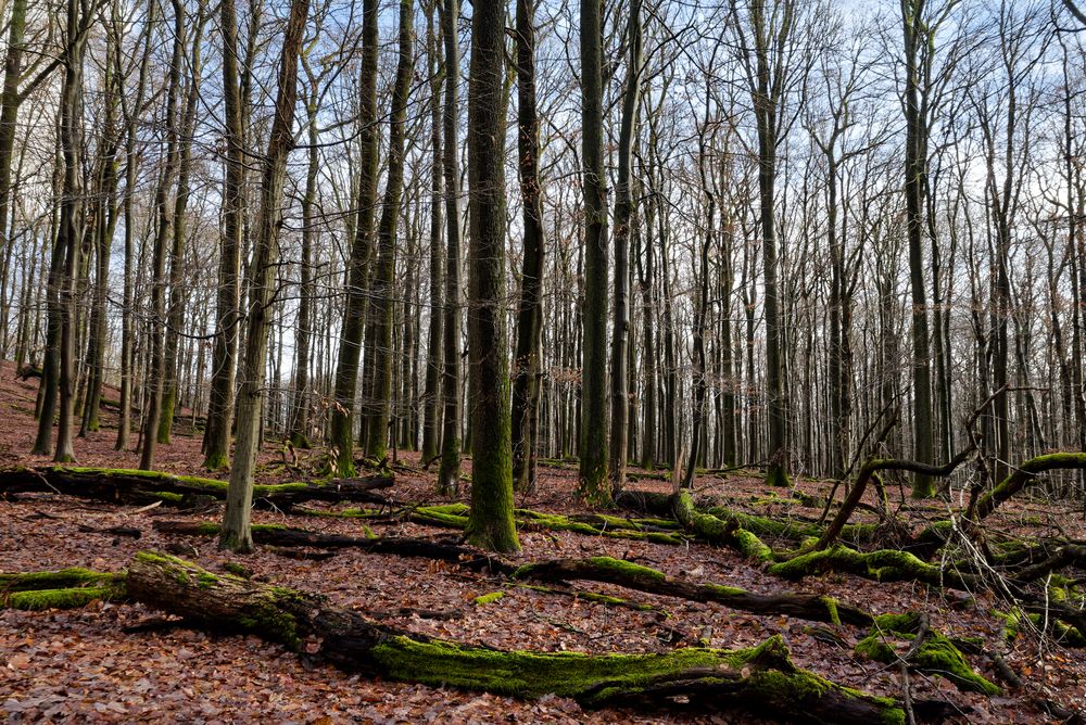 Waldmotive, hier: Totholz im Laubwald