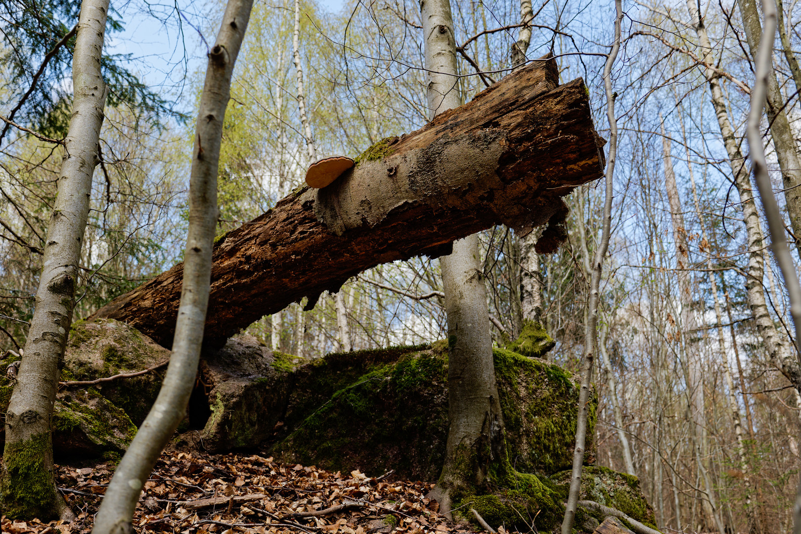 Waldmotive, hier: über den Felsbrocken 