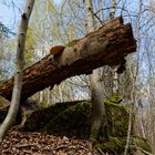 Waldmotive, hier: über den Felsbrocken 