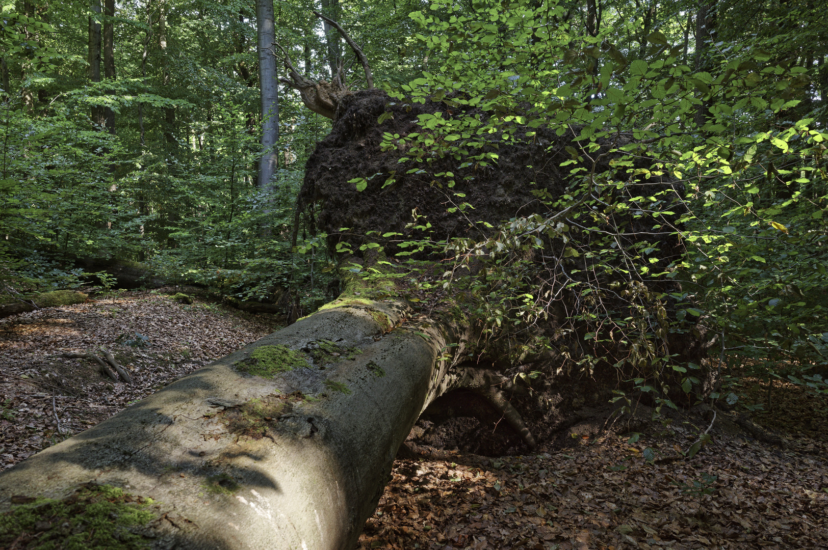 Waldmotive, hier: umgestürzte Buche