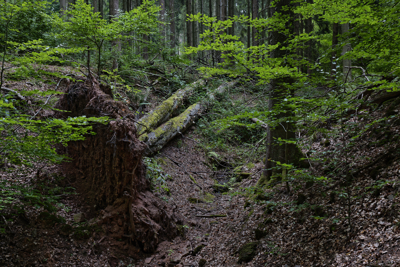 Waldmotive, hier: umgestürzte Buchen