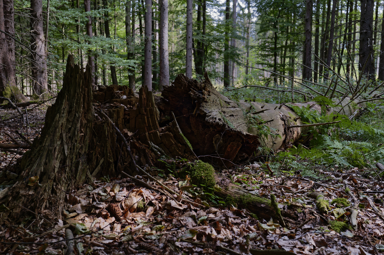 Waldmotive, hier: umgestürzte morsche Fichte