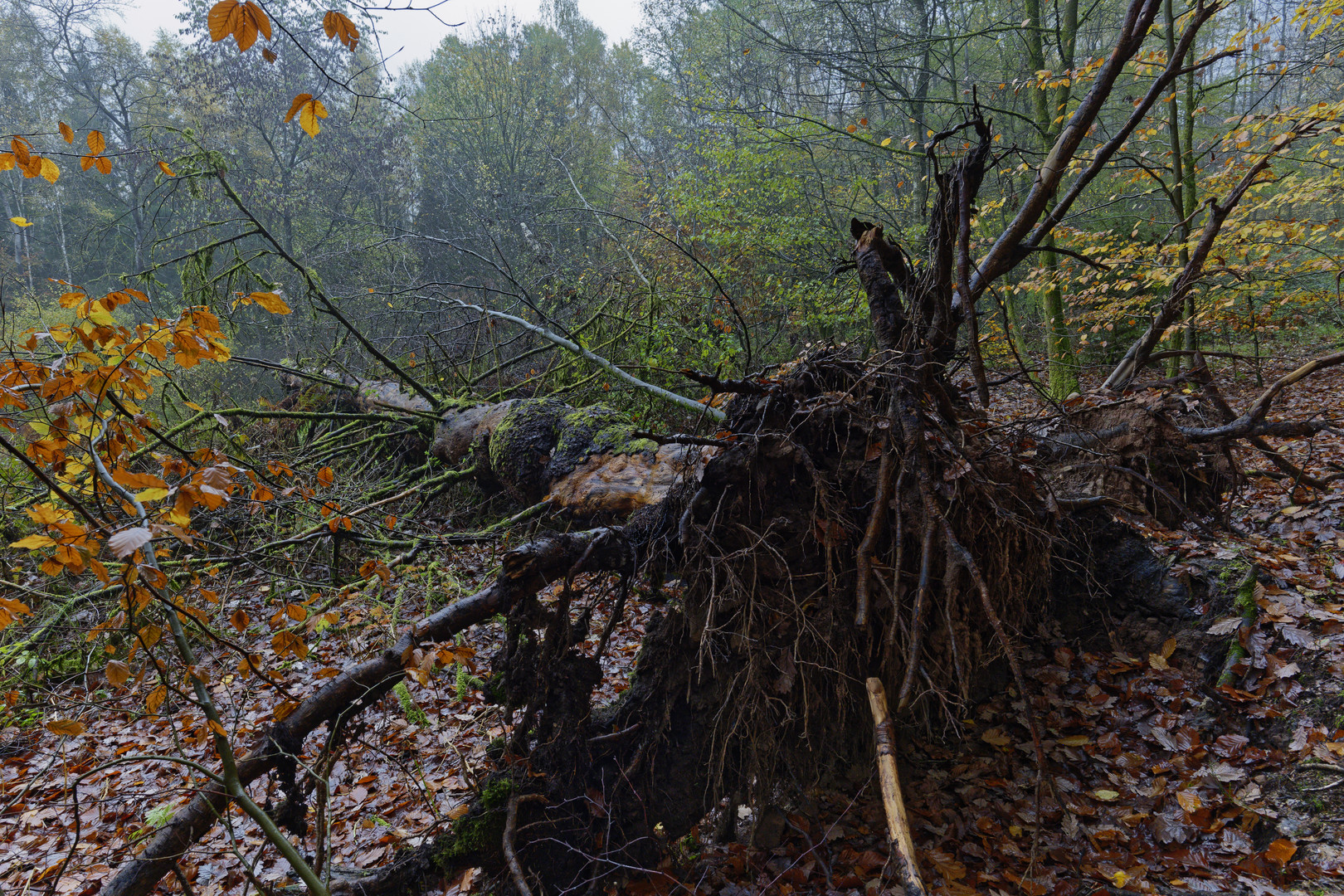 Waldmotive, hier: umgestürzte morsche Fichte