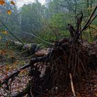 Waldmotive, hier: umgestürzte morsche Fichte