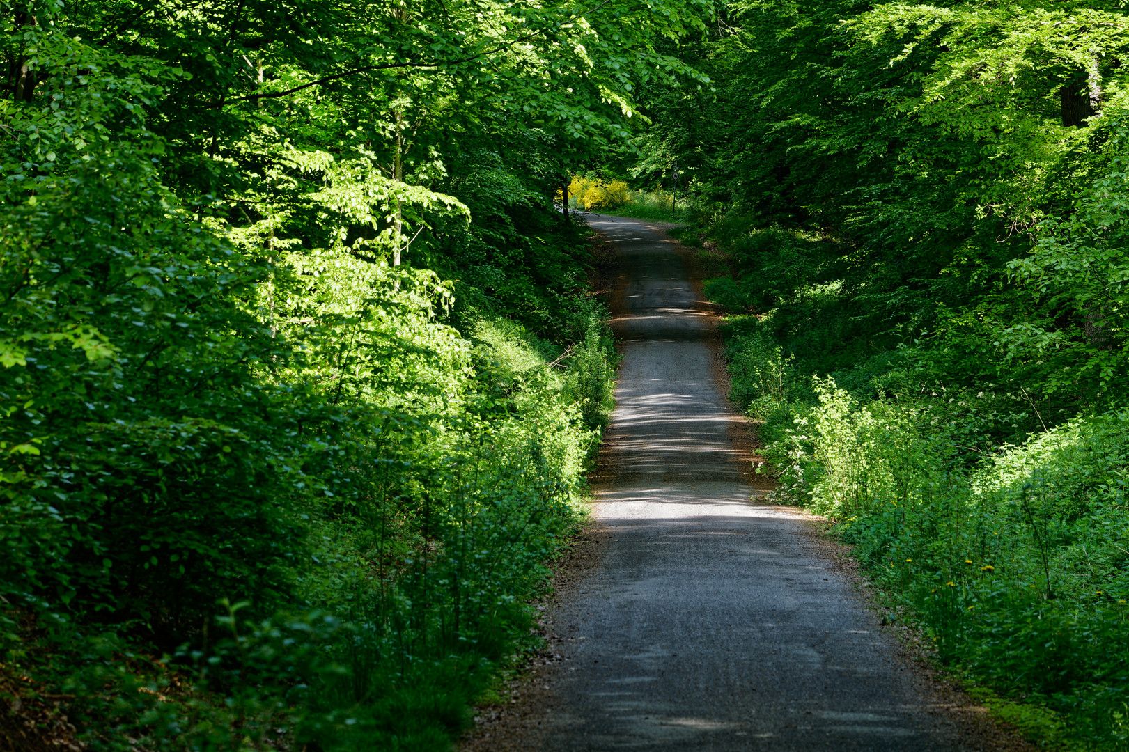 Waldmotive, hier: unter dem Blätterdach