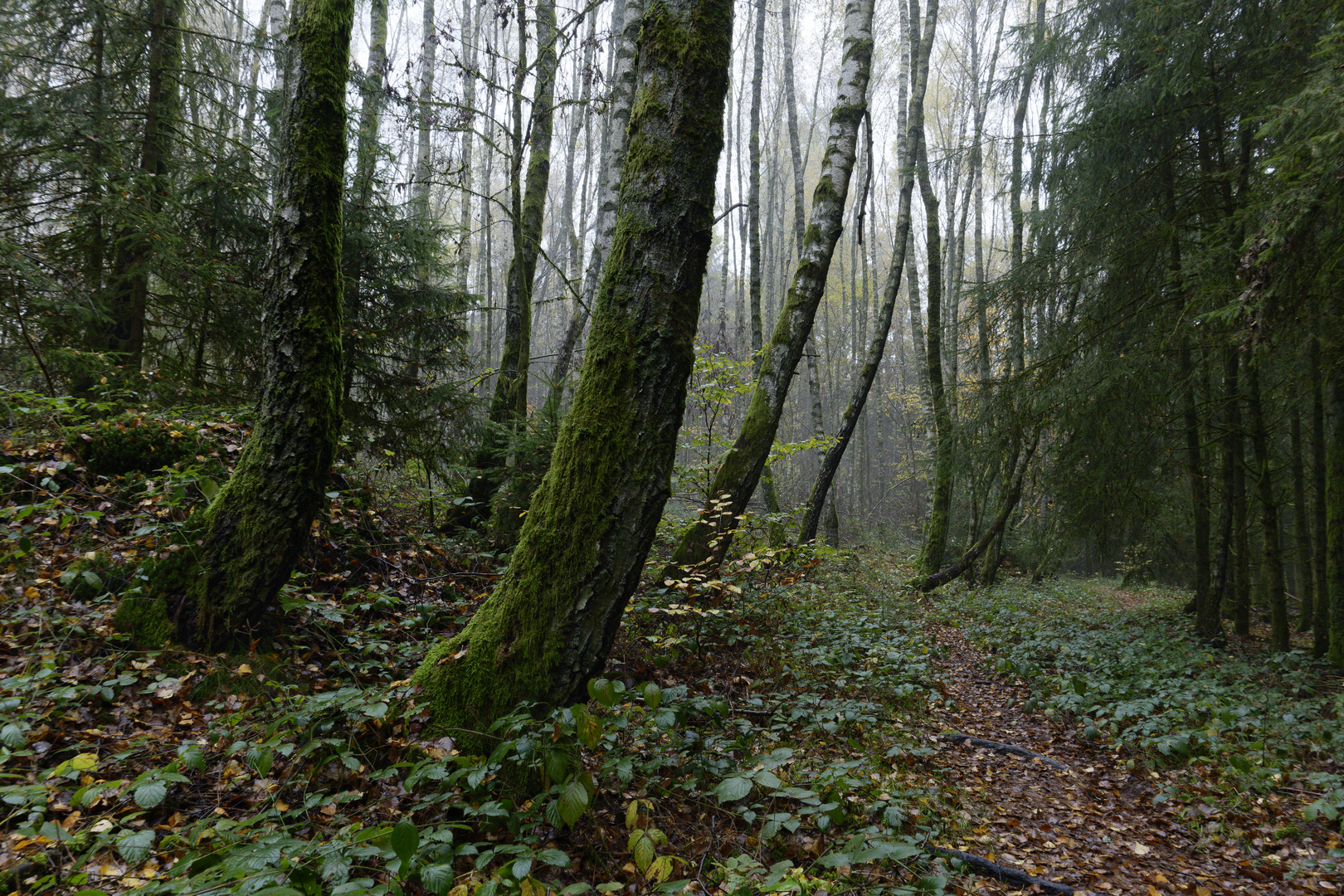 Waldmotive, hier: unterwegs auf einsamen Pfaden (2)