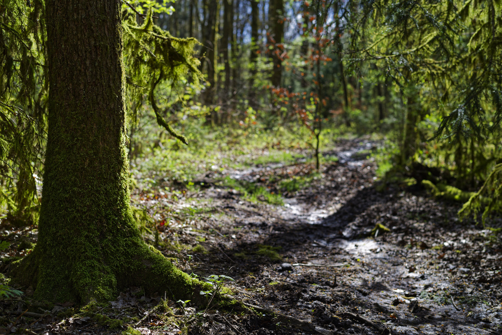 Waldmotive, hier: unterwegs auf einsamen Pfaden (2)