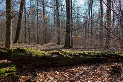 Waldmotive, hier: unterwegs auf einsamen Pfaden  (3)