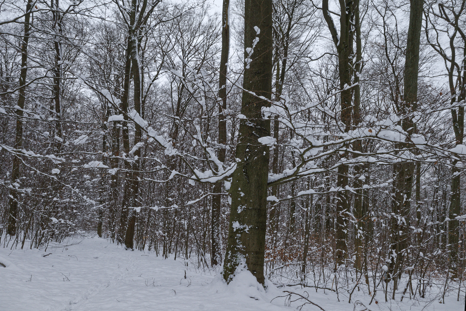 Waldmotive, hier: unterwegs auf einsamen Pfaden