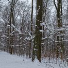 Waldmotive, hier: unterwegs auf einsamen Pfaden