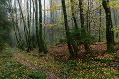 Waldmotive, hier: unterwegs auf einsamen Pfaden