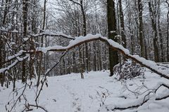 Waldmotive, hier: unterwegs auf einsamen Pfaden