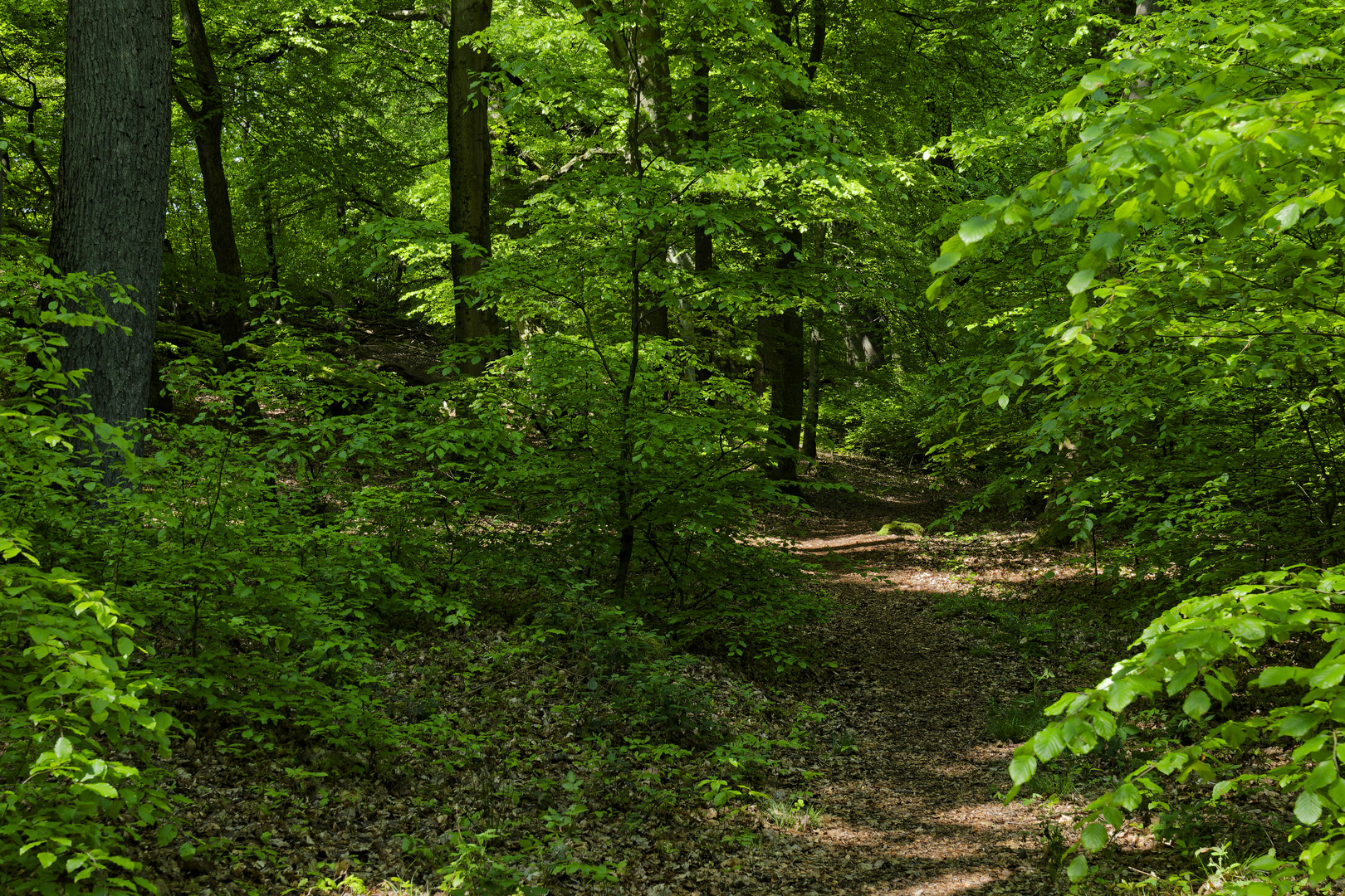 Waldmotive, hier: unterwegs auf einsamen Pfaden