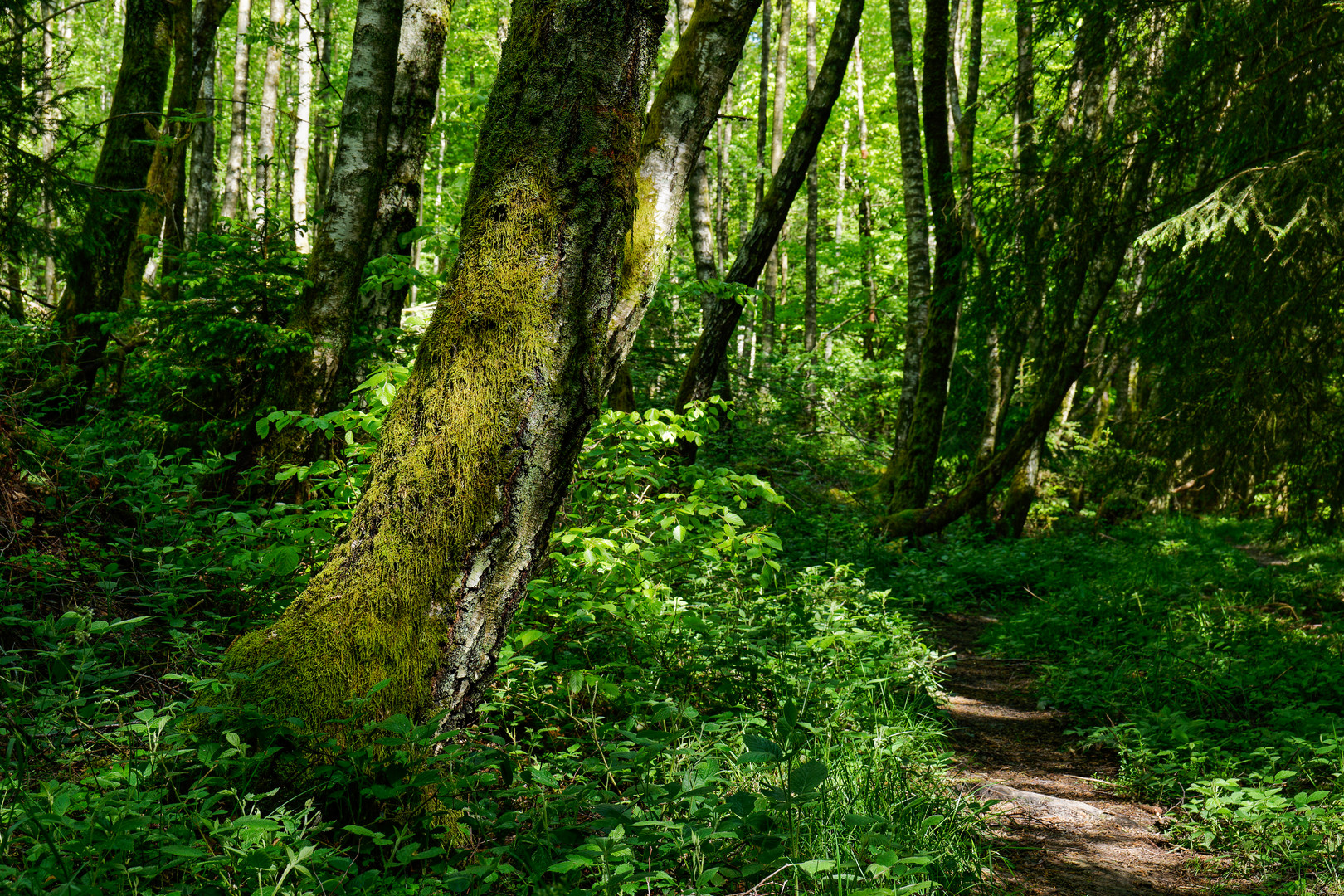 Waldmotive, hier: unterwegs auf meinem Lieblingspfad