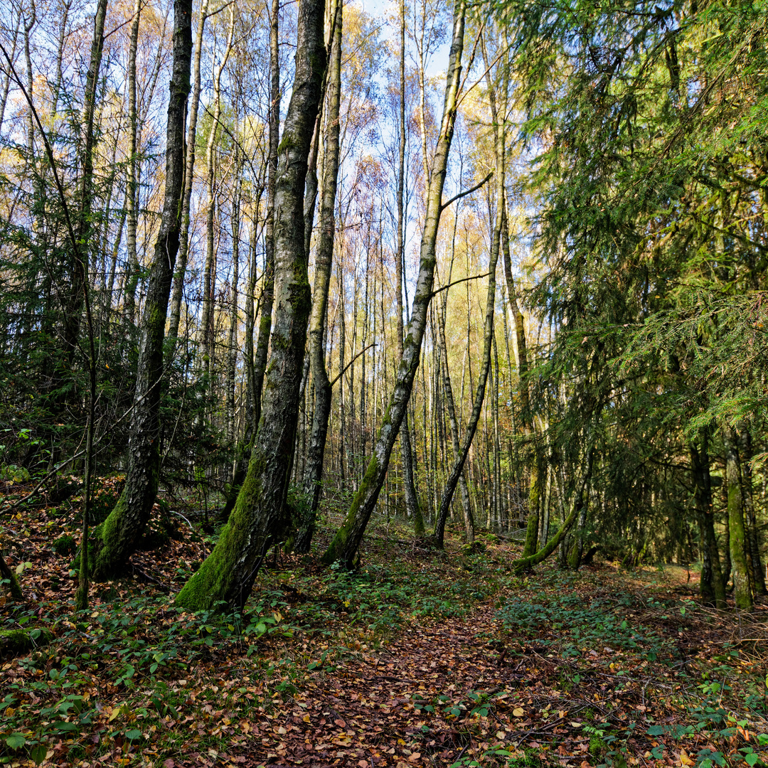 Waldmotive, hier: unterwegs auf versteckten Pfaden