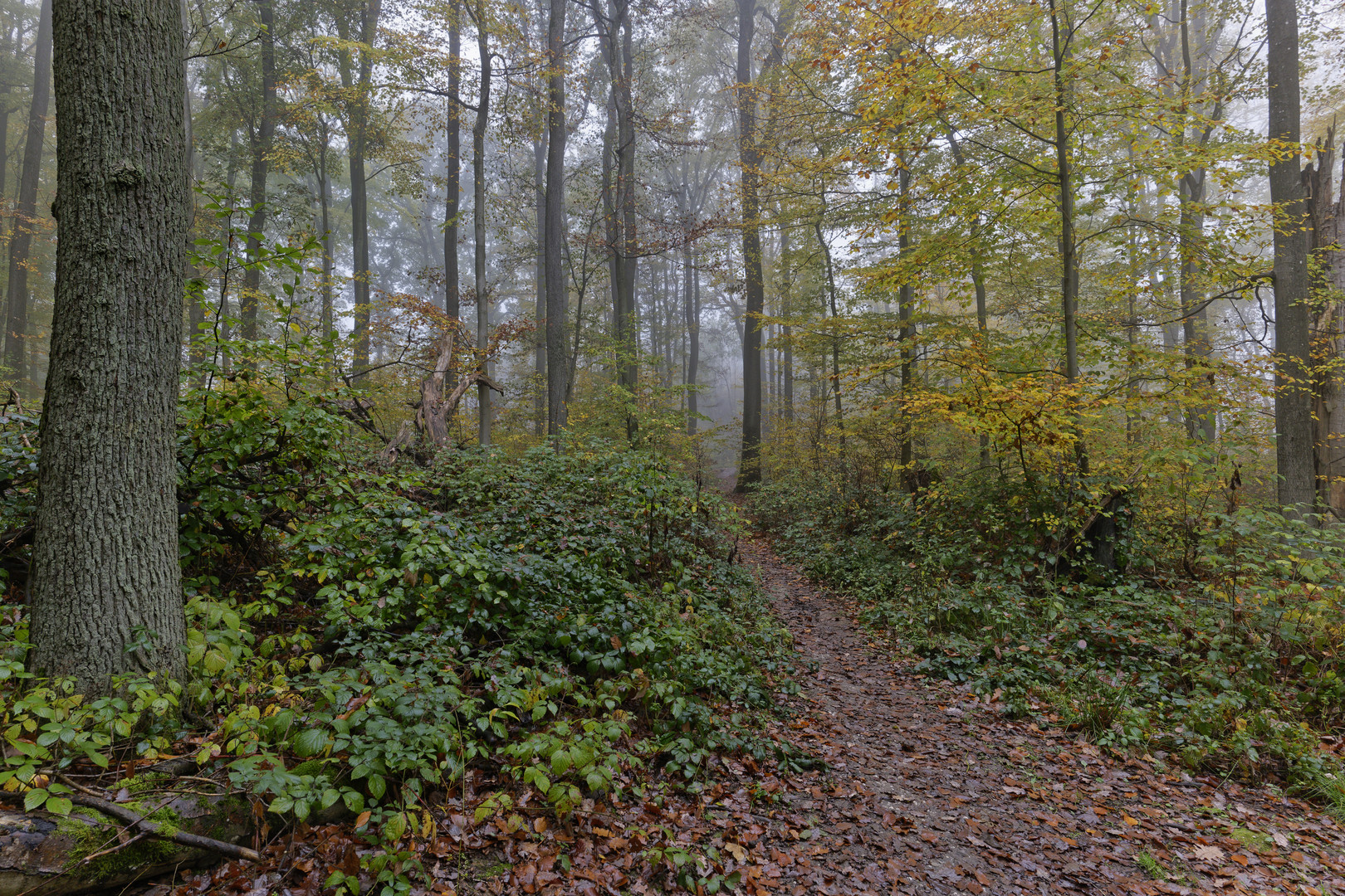 Waldmotive, hier: unterwegs auf versteckten Pfaden