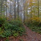 Waldmotive, hier: unterwegs auf versteckten Pfaden