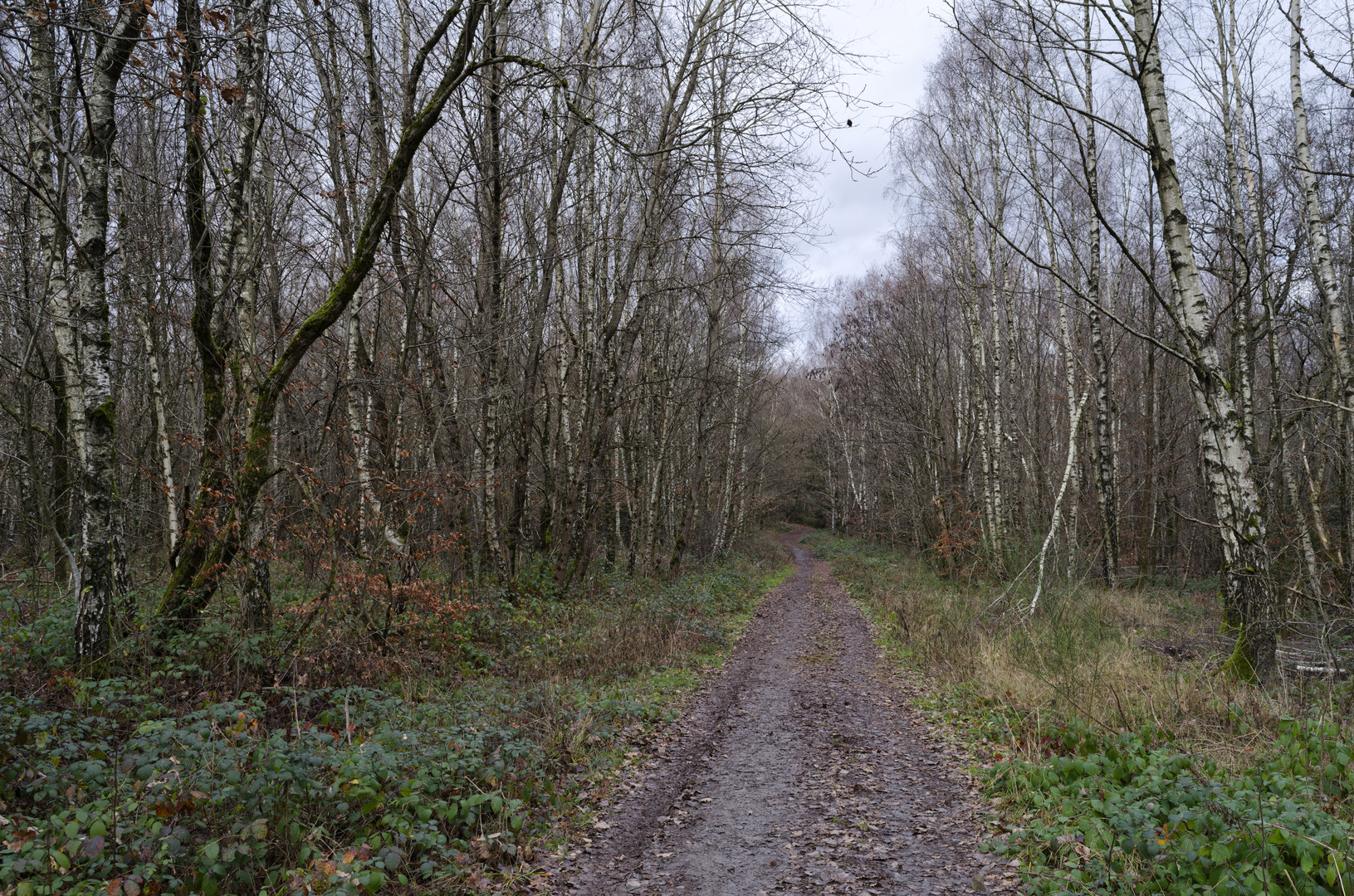 Waldmotive, hier: unterwegs im Birkenwald