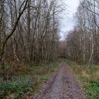 Waldmotive, hier: unterwegs im Birkenwald