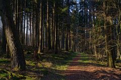 Waldmotive, hier: unterwegs im Fichtenwald (2)