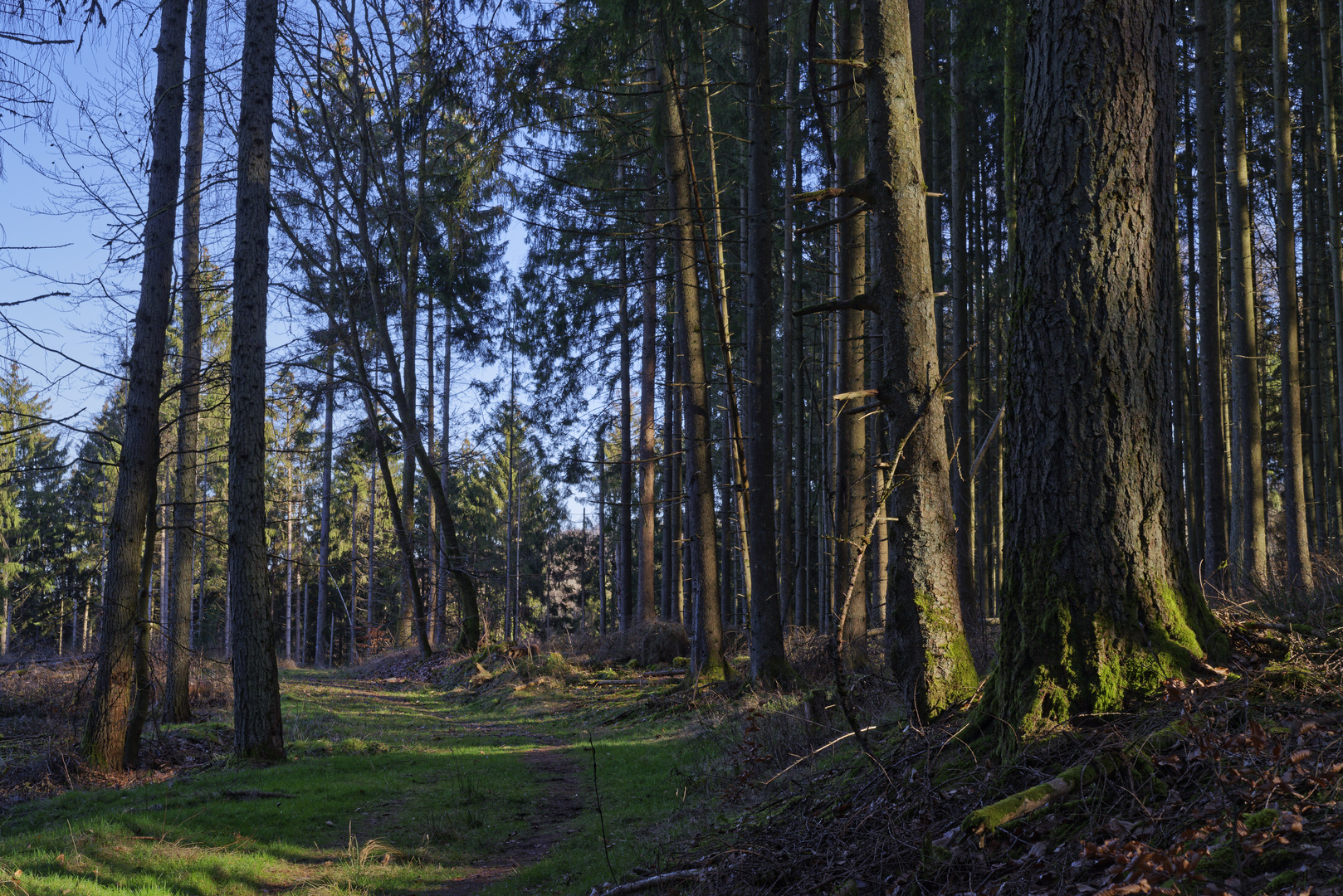 Waldmotive, hier: unterwegs im Fichtenwald